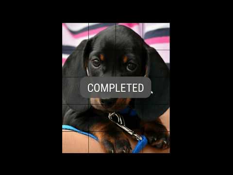 Cute Puppy Dog relaxing rotation puzzles Video