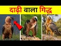 Bearded Vulture Lammergeier Eating Bones Bearded Vulture Facts Bearded Vulture Wildlife