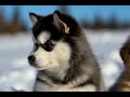 Spy Pups