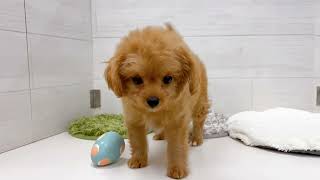 ハーフ犬の動画01