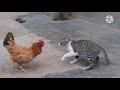 Rooster Vs Cat Real Fight
