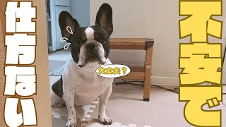苦戦する妻を心配そうに見る愛犬😅