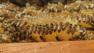 Bee season: How to safely remove bees and home remedies