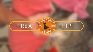FeLV Cats Love Life - Treat FIP - with SubQ injections