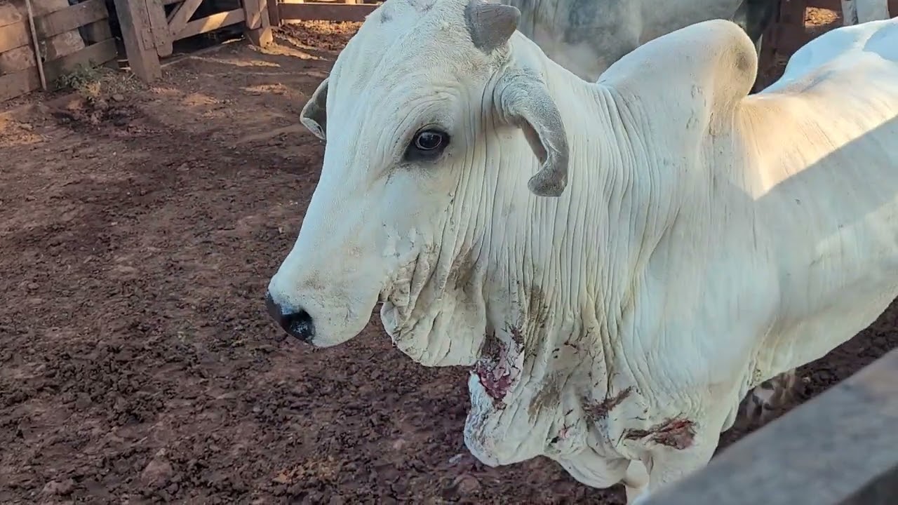 BARBELA INCHADA, BOCIO, PAPEIRA  em BOVINOS - Como resolver?