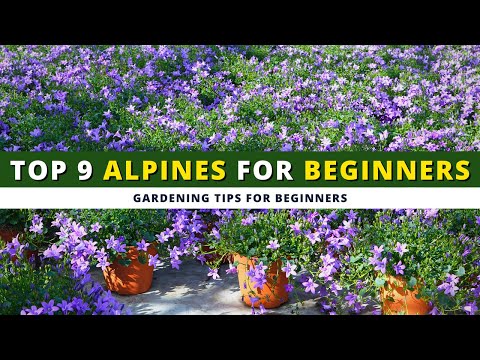 9 BEST ALPINES for BEGINNERS to Get You Off to a Roaring Start 🌼🌸