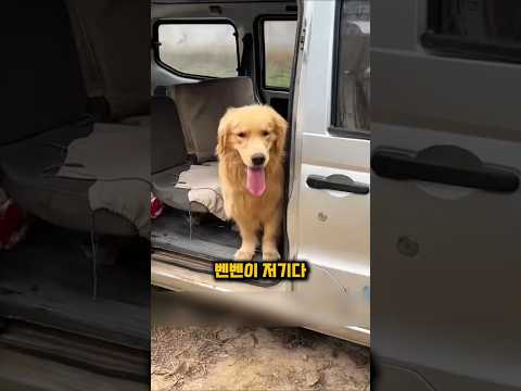 2천만원에 팔려갈 뻔한 주인 구한 천재견 벤벤이의 충격적 행동 #천재견 #강아지