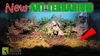AMAZING NEW ANT TERRARIUM!