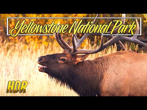 Yellowstone National Park 4k | HDR