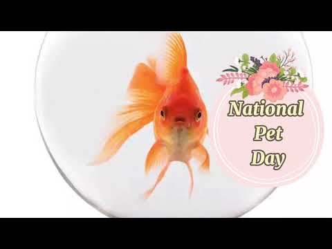 April 11 - National Pet Day | Companion | Animal