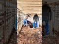 Loading Calves Into The Cattle Trailer Greener Pastures Here We Come Calves Cow