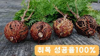 취목!!  2달만에 2년생 나무를 얻는 방법♧♧