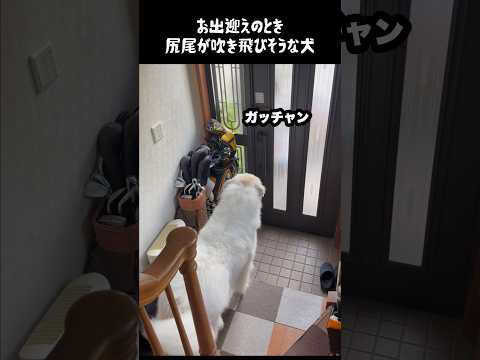 お出迎えで尻尾が吹き飛びそうな愛犬　#グレートピレニーズ #greatpyrenees #大型犬 #大型犬のいる生活 #愛犬 #いやしわんこ