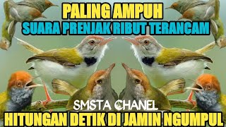 Download lagu PRENJAK/CIAK RIBUT NYEREKCEK‼️bikin Semua Prenjak Langsung Lengket Lulus Tes Langsung Poin 2025 mp3
