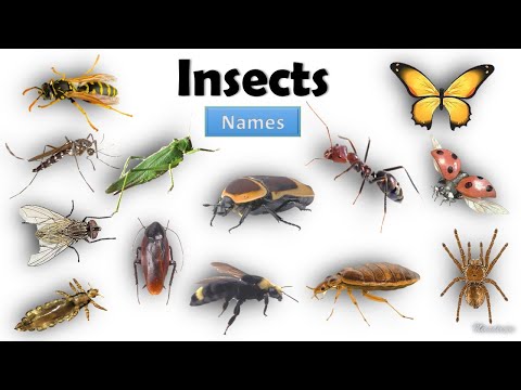Insects Name | Learn Insects Name in English | Name of Insects Basic English Learning |