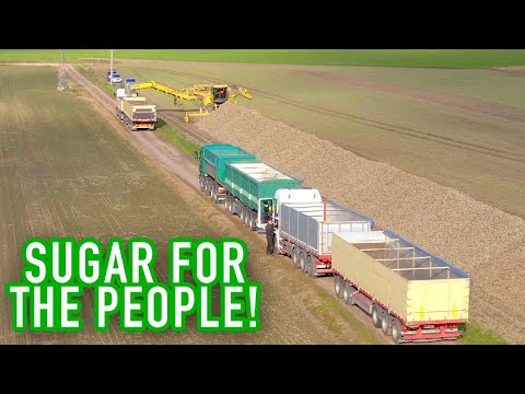Loading sugarbeet - drone video