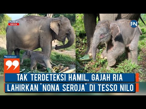 Tak Terdeteksi Hamil, Gajah Ria Lahirkan Nona Seroja di Tesso Nilo
