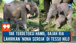 Tak Terdeteksi Hamil, Gajah Ria Lahirkan Nona Seroja di Tesso Nilo