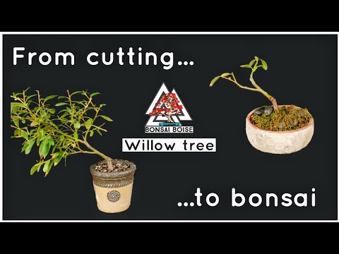 Willow tree bonsai - From cutting to bonsai. (A full walk through)