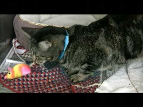 Ralph, adult male cat for adoption in Indianapolis