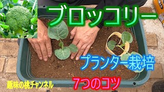 [Broccoli] 7 Tips for Growing in a Planter 25/10/4