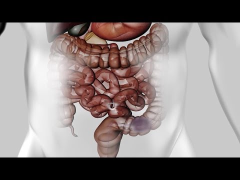Au coeur des organes : La digestion