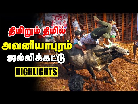 அவனியாபுரம் ஜல்லிக்கட்டு 2026 🐂 | நல்ல காளை 💪 நல்ல வீரர் 🔥 | Avaniyapuram Jallikattu Highlights