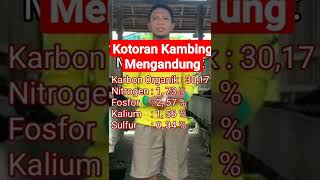 Download lagu Kotoran Kambing | Pupuk Organik mp3