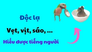 507🦜. Parrots say to dogs: Show me, ducks understand human language, starlings are smart...