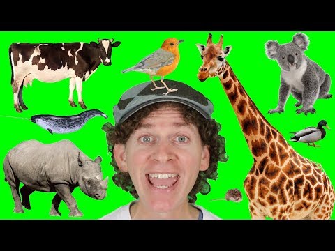 A to Z Alphabet Animals Chant Part 2 with Matt | Learn Animals Names | Alphabet for Kids