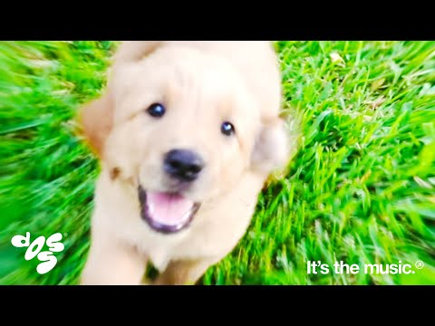 Puppy