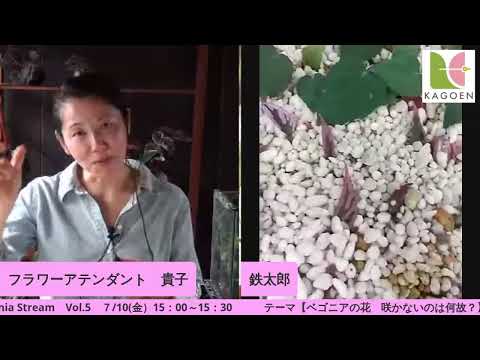 花 ベゴニア インテリアメンテナンス 品種 葉 冬