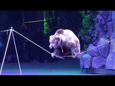 廣東長隆歡樂遊-野生動物園/國際大馬戲團表演