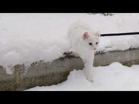 Turkish Van Cat walking in deep snow