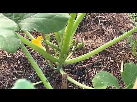 Winter garden weekly update 10