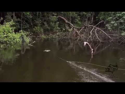 Monster topwater peacock bass on popper fly