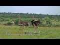 Beautiful Animals Amazing Big Bird By NatureFootage 1080p Full HD