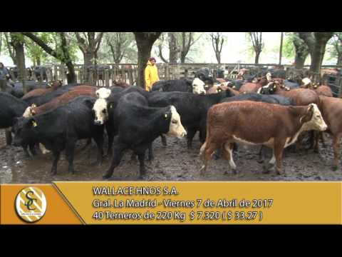 07-04-17 Venta de Machos - Wallace Hnos S.A. - General La Madrid.