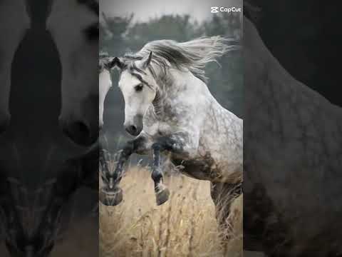 , title : 'Appaloosa edit #edit #horse #appaloosa #shorts'