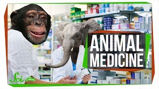 6 Natural Medicines (Maybe) Used by Animals | Zoopharmacognosy