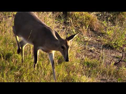 Djuma: Female Duiker finally made it to have a drink - 05/30/18