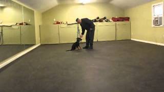 WHAT DOES MY PUP LEARN DURING THE OLYMPIA PUPPY STARTER PROGRAM?