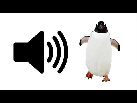 Penguin - Sound Effect | ProSounds