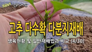 고추 다수확 다분지재배법 생육비교 및 차이점 확인 4월30일 / 시골농부 천하대감