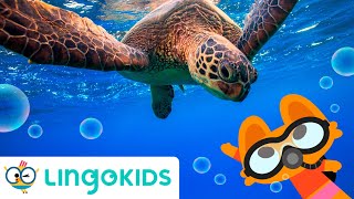 UNDER THE SEA SONG 🐚 🎶  Sea Animals Songs for kids | Lingokids