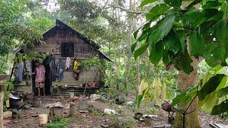 Download lagu Suku Dayak || Kehidupan Berburu di Hutan Kalimantan #2 mp3 Download lagu Suku Dayak || Kehidupan Berburu di Hutan Kalimantan #2 mp3