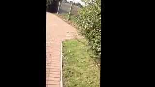 Kevin the kitten exploring