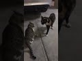 TALKING CATS MEOWING CATS FIGHTING CATS IN DUBAI CALICO AND TUXEDO TABBY CAT