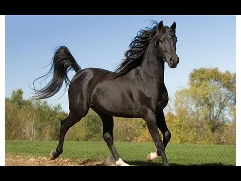 , title : '🔥🐴 Caballo Anglo Arabe - LOS MEJORES CABALLOS DEL MUNDO'