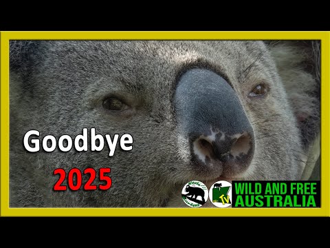 Goodbye 2025 see all the koalas that came through during the year